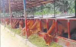  ?? GULAM JEELANI, NEERAJ SANTOSHI/HT ?? There are around 2,000 cows and buffaloes on NDRI Karnal campus, which are used for research on dairy products and cow urine. (Below) veterinary scientists at Jabalpur’s Nanaji Deshmukh Veterinary Science University have made an antiseptic ointment...