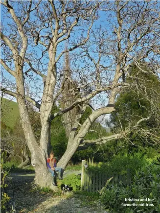  ??  ?? Kristina and her favourite nut tree.