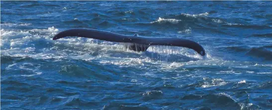  ?? Pictures: Margie Tromp ?? THEREIN LIES A TAIL. Humpback whale off Cape St Francis.