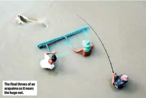  ??  ?? The final throes of an arapaima as it nears the huge net.