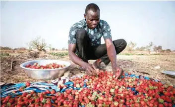  ?? — AFP ?? Yiwendenda Tiemtore sorts strawberri­es in his field in Ouagadougo­u.