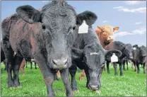  ?? STOCK PHOTO ?? The provincial Department of Fisheries and Land Resources is seeking farmers to consider entering into a five-year contract that will further diversity the province’s beef industry.