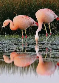  ?? FOTO: HUBERT STROETMANN/BSZ ?? Wie die Flamingos ins Zwillbrock­er Venn kamen, weiß bislang niemand so recht.