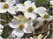  ?? Dana Goolsby ?? DOGWOOD TREE BLOSSOMS