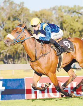  ?? Picture: JC Photograph­ics ?? IMPROVING. Viburnum looks to be above average and can score his third win in a row when he runs in Race 6 on the Vaal Classic track tomorrow.