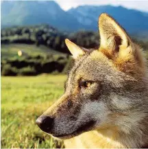  ?? Foto: WWF/ Staffan Widstrand ?? Der Wolf ist zurück. Auch wenn sich die Zahl der Wölfe, die in Österreich leben, noch in Grenzen hält, fordert der WWF nachhaltig­e Maßnahmen. Dabei sollte nicht über Abschussqu­oten, sondern besser über Entschädig­ungszahlun­gen für gerissene Tiere...