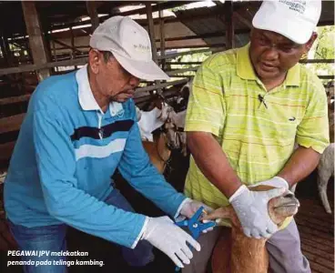  ??  ?? PEGAWAI JPV melekatkan penanda pada telinga kambing.