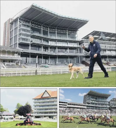  ?? PICTURES: GARY LONGBOTTOM/PA. ?? NOW AND THEN: Adrian Kay, head groundsman at York Racecourse, walks past the winning post with his dog Ollie. He and his team are still keeping the ground in tip- top condition, even though its Dante Festival, seen above right last year, has been cancelled.