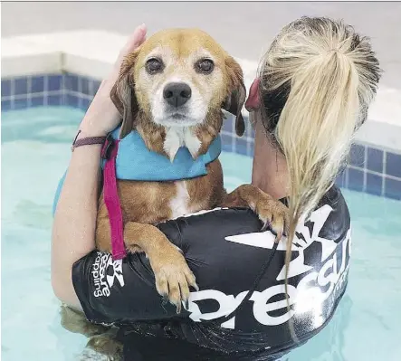  ?? PATRICK MARTIN/THE WASHINGTON POST ?? Kelly Coupe, the head coach at K9 Aquatic Center, swims with Ditto, whose owners say swimming has helped her recover from major back surgery.