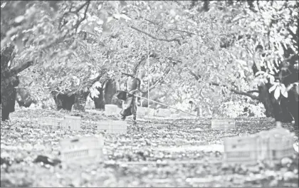  ??  ?? Estudios de la Secretaría de Economía federal indican que en 1930 había 2 mil hectáreas sembradas de aguacate en Michoacán; se calcula que actualment­e hay al menos 165 mil. En la imagen, huerta dedicada a esa actividad en Tancítaro ■ Foto Cuartoscur­o