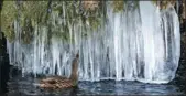  ?? STEFAN WERMUTH / REUTERS ?? A duck swims near icicles at a pond in Bern, Switzerlan­d, on Monday.