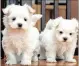  ??  ?? Christine Snyman from Joburg thought she had bought these two cute Maltese puppies online.