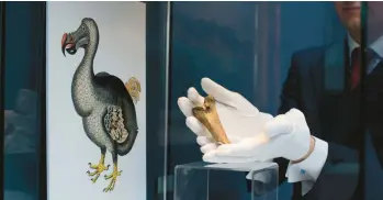  ?? AP 2013 ?? A femur bone fragment from a dodo bird, extinct since 1681, is displayed at Christie’s auction house in London.