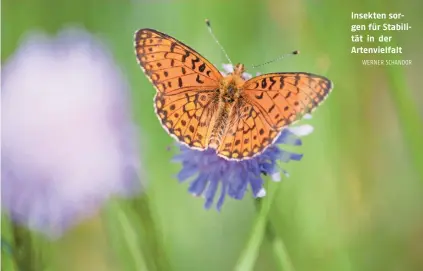  ?? WERNER SCHANDOR ?? Insekten sorgen für Stabilität in der Artenvielf­alt