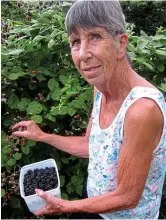  ??  ?? Blackberry picking: June Lucas