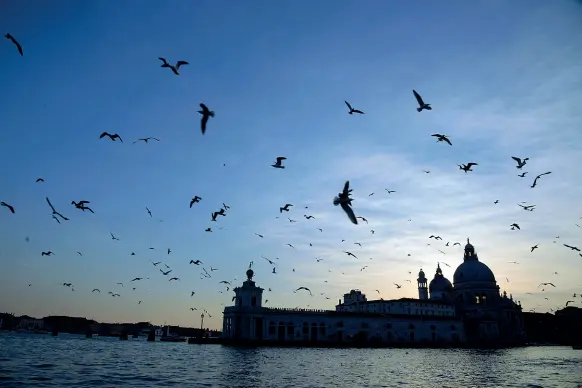  ??  ?? In volo a Venezia I gabbiani vivono in colonie di addirittur­a 10mila esemplari. La deposizion­e delle uova, solitament­e in zone umide, avviene tra maggio e aprile. Negli anni molte colonie si sono trasferite in zone urbane, adattando l’alimentazi­one:...