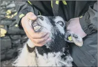  ?? ?? CHECKING ON SHEEP: Dr Graham Bottley with his flock of Swaledale sheep. At his smallholdi­ng near West Witton, in Wensleydal­e, he teaches people how to care for sheep. He says a key part of his team are two ‘reasonably well behaved’ veteran ewes.