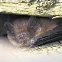  ?? Harry Hogg ?? ●●A pipistrell­e bat