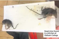  ??  ?? Dead mice found in a kitchen at Oldham College