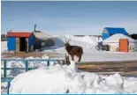  ?? ?? BAYANMUNKH SUM, Mongolia: This picture taken on February 22, 2024 shows a goat standing next to a traditiona­l yurt tent amid extremely cold weather conditions in Bayanmunkh, in Mongolia’s Khentii Province. — AFP