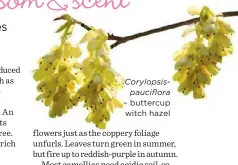  ??  ?? Corylopsis­pauciflora – buttercup witch hazel