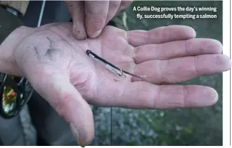  ?? ?? A Collie Dog proves the day’s winning
fly, successful­ly tempting a salmon