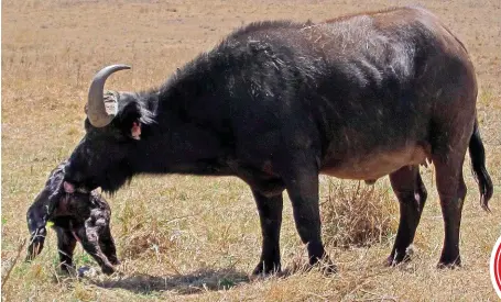  ?? FOTO’S : J. DU TOIT ?? Nuweling in die trop. Die geboorteda­tum van kalwers is belangrike inligting om aan te teken.