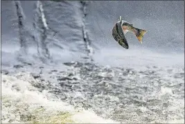  ?? [ROBERT FRANKLIN/SOUTH BEND TRIBUNE VIA AP] ?? A steelhead trout attempts to traverse the St. Joseph River dam in South Bend, Ind., on Thursday during the annual spawning season. The fish travel upstream from nearby Lake Michigan every year.