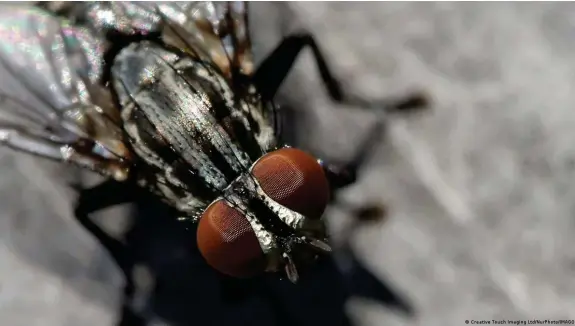  ?? Bild: Creative Touch Imaging Ltd/NurPhoto/IMAGO ?? Fliegen halfen nicht nur vor 800 Jahren in China bei der Aufklärung von Mordfällen