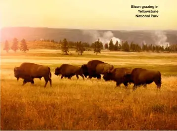  ??  ?? Bison grazing in Yellowston­e National Park