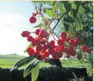  ?? PHOTO: LEE SENIOR ?? Popular with birds – the orange rowan berries.