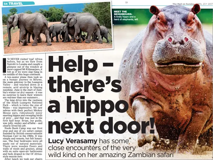  ??  ?? meet the neighbours: A lively hippo and a herd of elephants, left