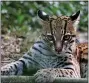  ?? PHOTO BY LAETITIA DEMARCY ?? Amazoonico, a wildlife rescue center in Ecuador, has a variety of animals looking for adopters, including an ocelot named Polen. The one pictured above is Ankas.