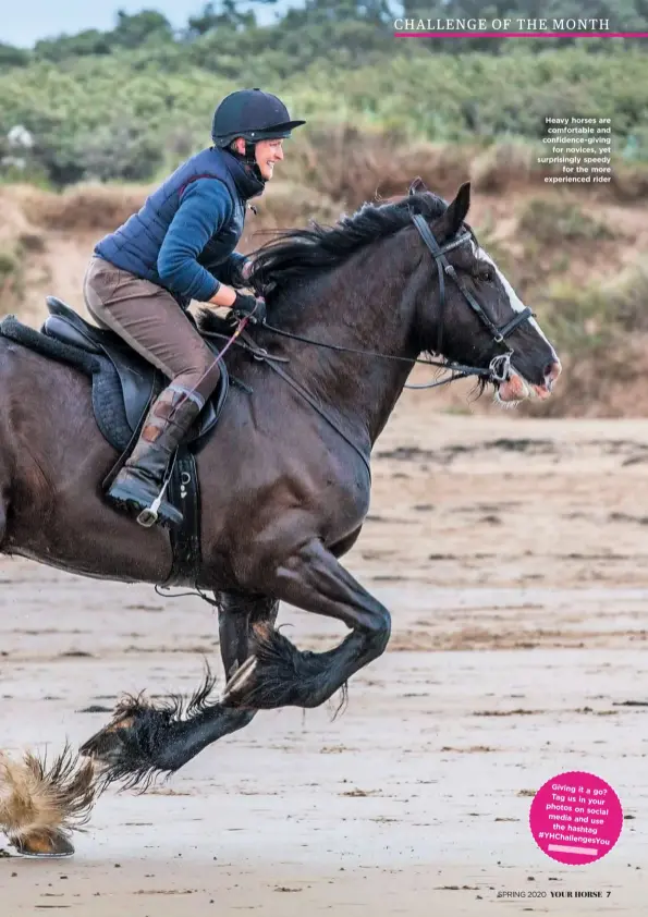  ??  ?? Heavy horses are comfortabl­e and confidence-giving for novices, yet surprising­ly speedy for the more experience­d rider