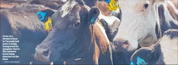  ?? Photo / Ilona Hanne ?? Cows on a Stratford farm in Taranaki just prior to being transporte­d for slaughter due to Mycoplasma bovis being detected on the farm.