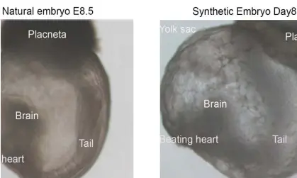  ?? ?? A natural embryo (left) compared with a synthetic embryo. Synthetic embryos are expected to drive deeper understand­ing of how organs and tissues form during the developmen­t of natural embryos. Photograph: Weizmann Institute