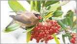  ?? Kim Moore ?? CHRISTMAS BERRY (Toyon) feeds birds such as this cedar waxwing and is fire-resistant.