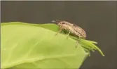  ?? ?? Pea leaf weevil sitting on the leaf of a pea plant.