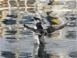  ?? Zowy Voaten ?? Uno de los ejemplares de alca, ayer en las aguas del Port Olímpic.