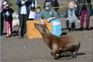  ?? ALAN DEP — MARIN INDEPENDEN­T JOURNAL ?? A sea lion heads to the water at Rodeo Beach near Sausalito in 2018 after being released by the Marine Mammal Center following treatment for malnutriti­on and pneumonia.