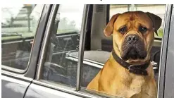  ??  ?? Anyone thinking of taking their pet with them on a long drive should take a few steps to make sure they are comfortabl­e on the journey. — dpa