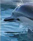  ??  ?? Short-beaked common dolphin