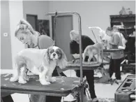  ??  ?? Bark on Main Pet Salon owner Erika Puckett trims a dog in her Norman shop on Friday. [DOUG HOKE/ THE OKLAHOMAN]