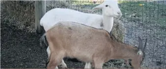  ??  ?? Les éleveurs de chèvres auront bientôt à identifier leurs animaux.