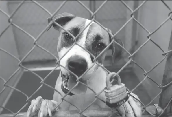  ?? JOHN MOORE/GETTY IMAGES ?? Longtime composer Terry Woodford estimates his simply structured doggy lullabies are played in about 2,500 shelters to soothe stressed-out animals.