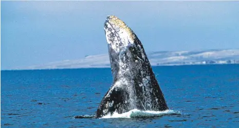  ?? FOTO: SEMARNAT/DPA ?? Ein Grauwal vor der mexikanisc­hen Küste. Maori und andere indigene Völker im Südpazifik schlagen Alarm und haben Walen deshalb einen neuen Status verliehen: den einer juristisch­en Person.