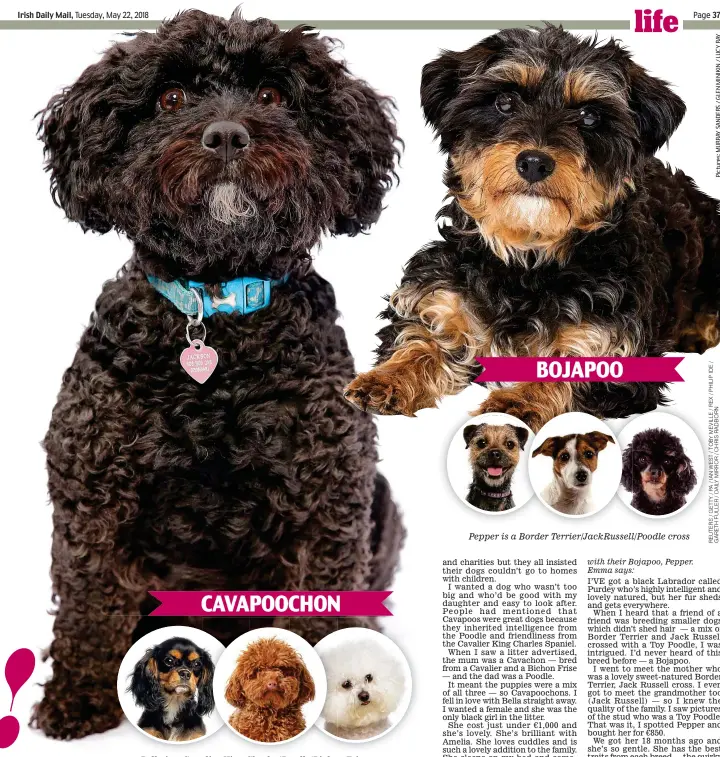  ??  ?? Bella is a Cavalier King Charles/Poodle/Bichon Frise cross Pepper is a Border Terrier/JackRussel­l/Poodle cross