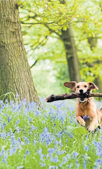  ??  ?? ● Even dogs like to stroll through a woodland carpeted with bluebells, while blooms of lily-of-the-valley show that spring is really in the air now