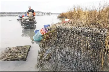  ?? STEVE HELBER / AP ?? Chris Ludford sorts oysters amid his leased oyster beds on the Lynnhaven River in Virginia Beach, Va. “These people can’t have it all,” he says of residents who complain about a lack of privacy.