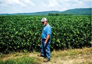  ?? STAFF PHOTO BY DOUG STRICKLAND ?? Alan Scoggins walks past a field of soybeans on the Scoggins family farm on Friday in LaFayette, Ga. Last year, the farm's yield was badly hurt by an exceptiona­lly dry summer, and this year's wet weather has also affected the amount of soybeans the...